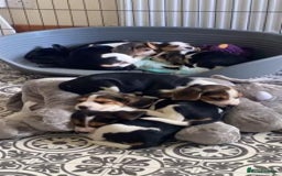Beagle dogs for sale: 4 x KC reg Beagle Pups available - Image 4