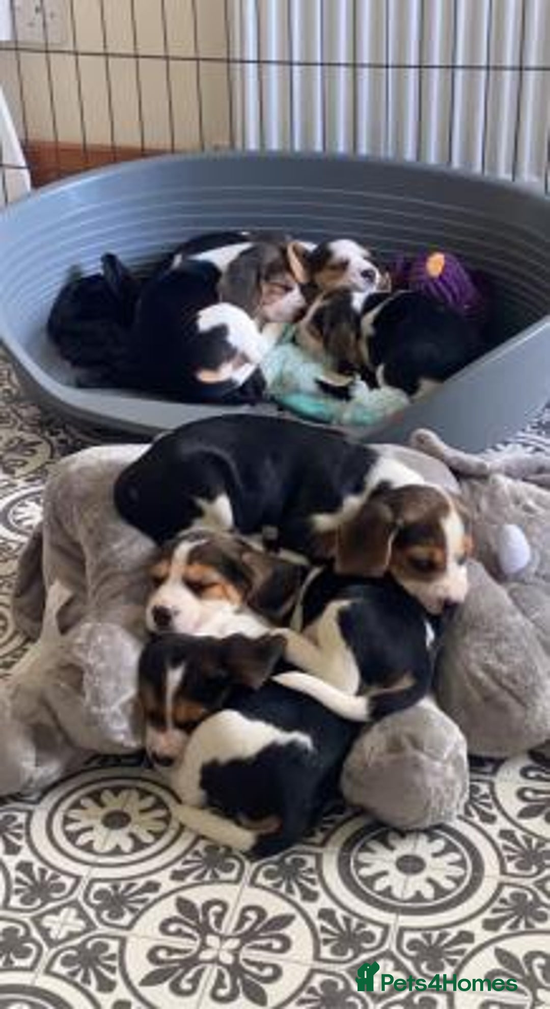 Beagle dogs for sale: 4 x KC reg Beagle Pups available - Image 4