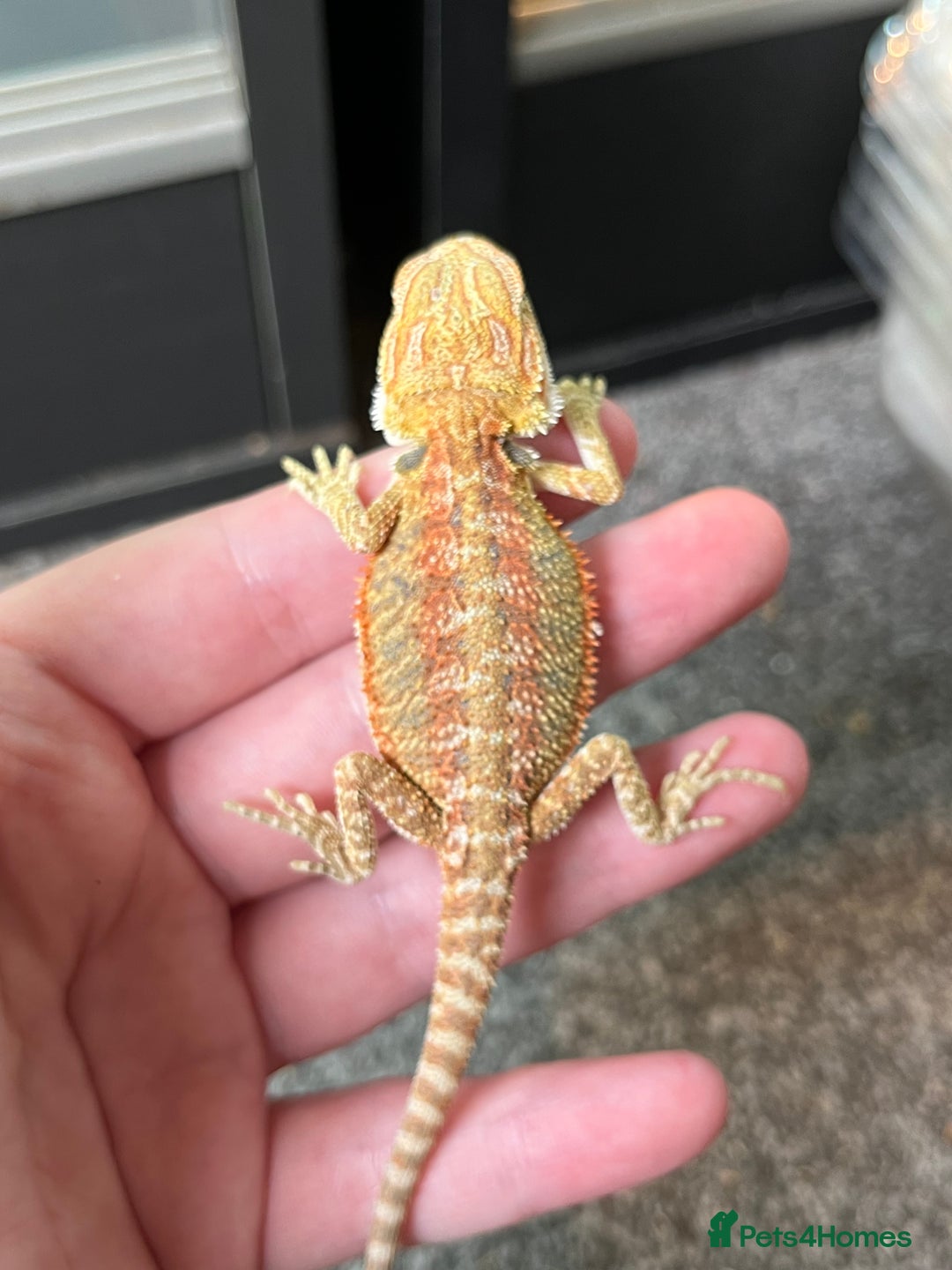 Bearded Dragon reptiles for sale: Baby Bearded Dragon Ready To Go !!!🍊🦎💙 - Image 8
