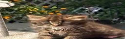 Mixed Breed cats for sale: Blue eyed fluffy babies  - Advert 26