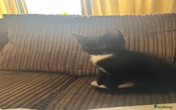 Mixed Breed cats for sale: 3 beautiful playful kittens  - Image 31