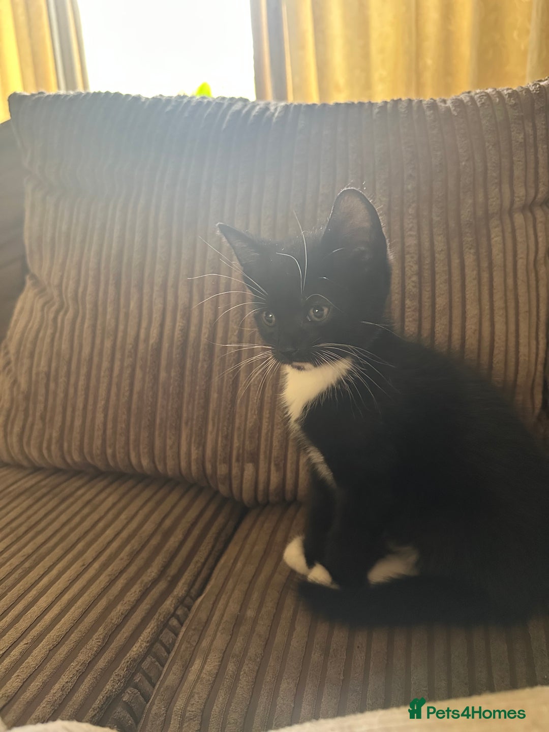 Mixed Breed cats for sale: 3 beautiful playful kittens  - Image 31