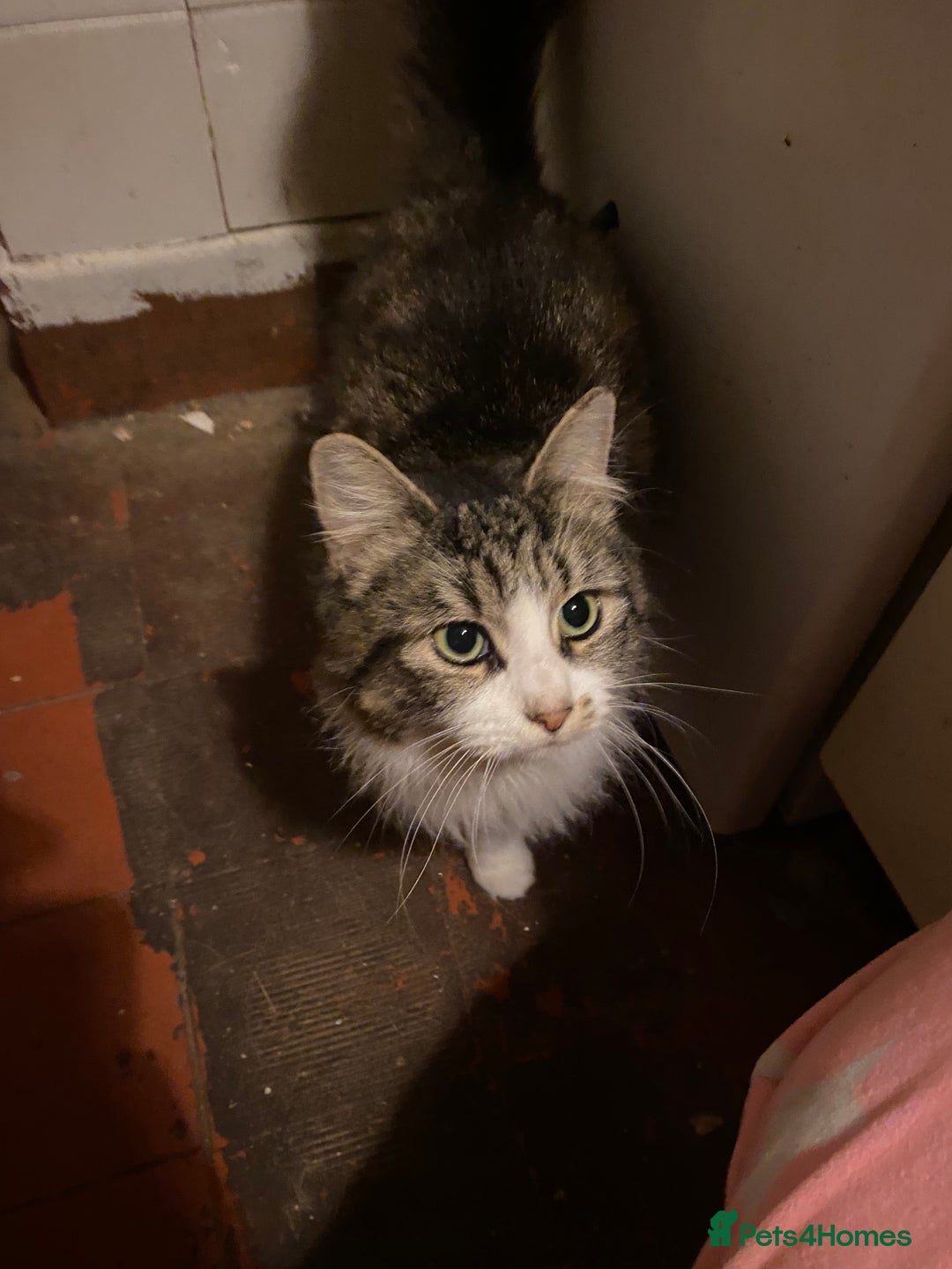 British Longhair cats for sale: Lovely Kittens - Advert 19