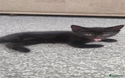 Bombay cats for sale: 4 adorable kittens for sale mixed breed litter ⁠♡ - Image 13