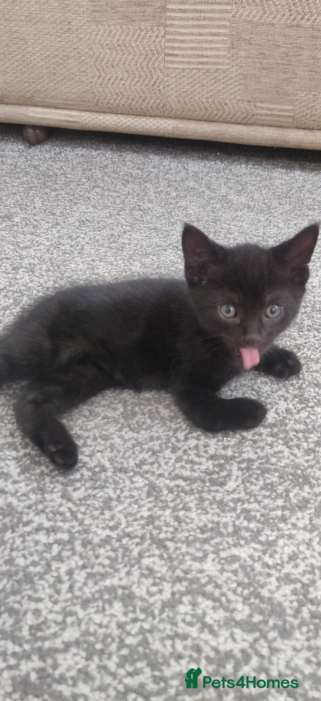Bombay cats for sale: 4 adorable kittens for sale mixed breed litter ⁠♡ - Image 13