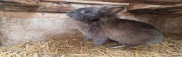 Mixed Breed rabbits for sale: Adorable, friendly dwarf lionhead boy  - Advert 3