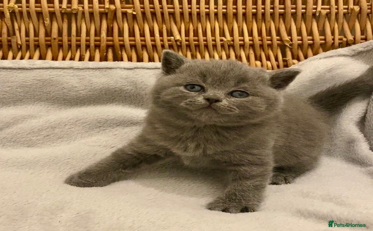 British Shorthair cats - Advert 3