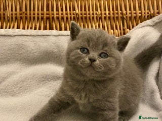 British Shorthair cats - Advert 31