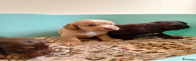 Cockapoo 4