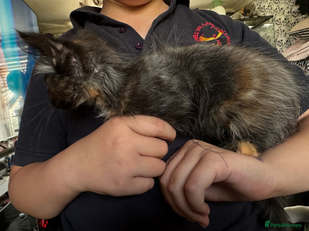 Mixed Breed cats for sale: 6 mixed kittens - Image 10