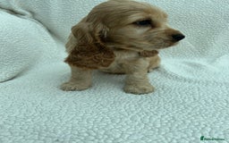 Cocker Spaniel dogs for sale: READY NOW KC Reg.Show Cocker Spaniels  - Image 7