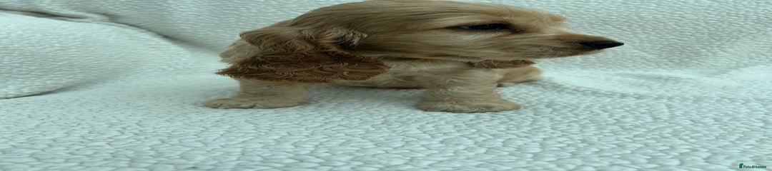 Cocker Spaniel Puppy 2