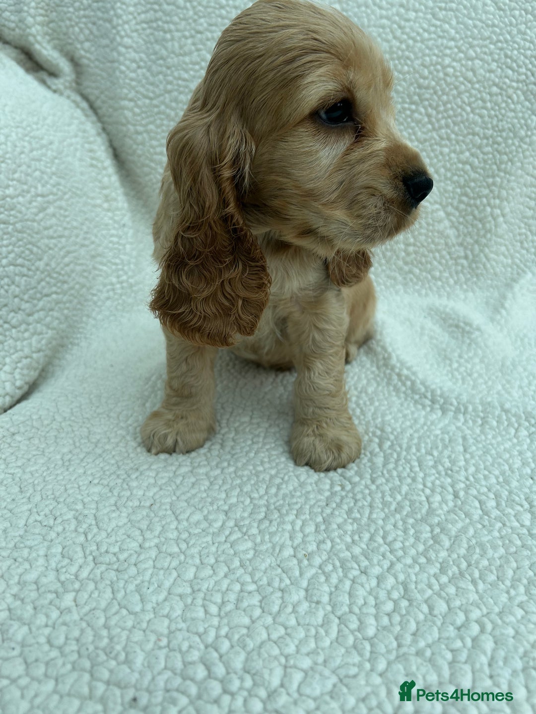 Cocker Spaniel dogs for sale: READY NOW KC Reg.Show Cocker Spaniels  - Image 7