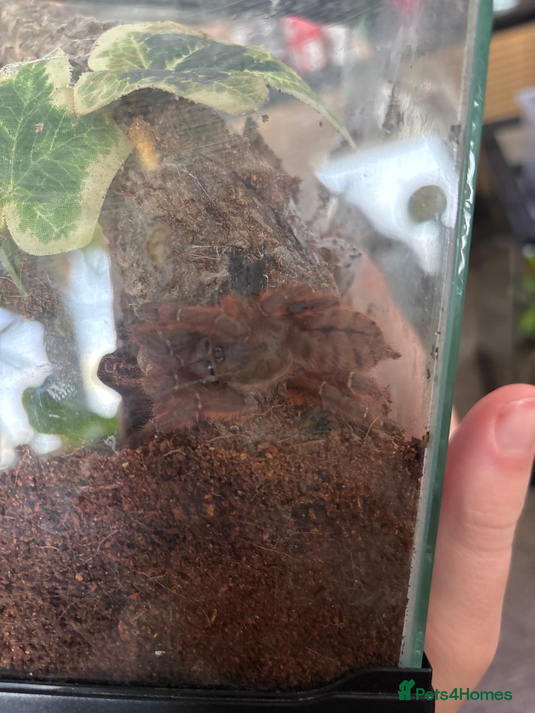 Spiders invertebrates for sale: Peach Earth Tiger Tarantula  - Advert 3