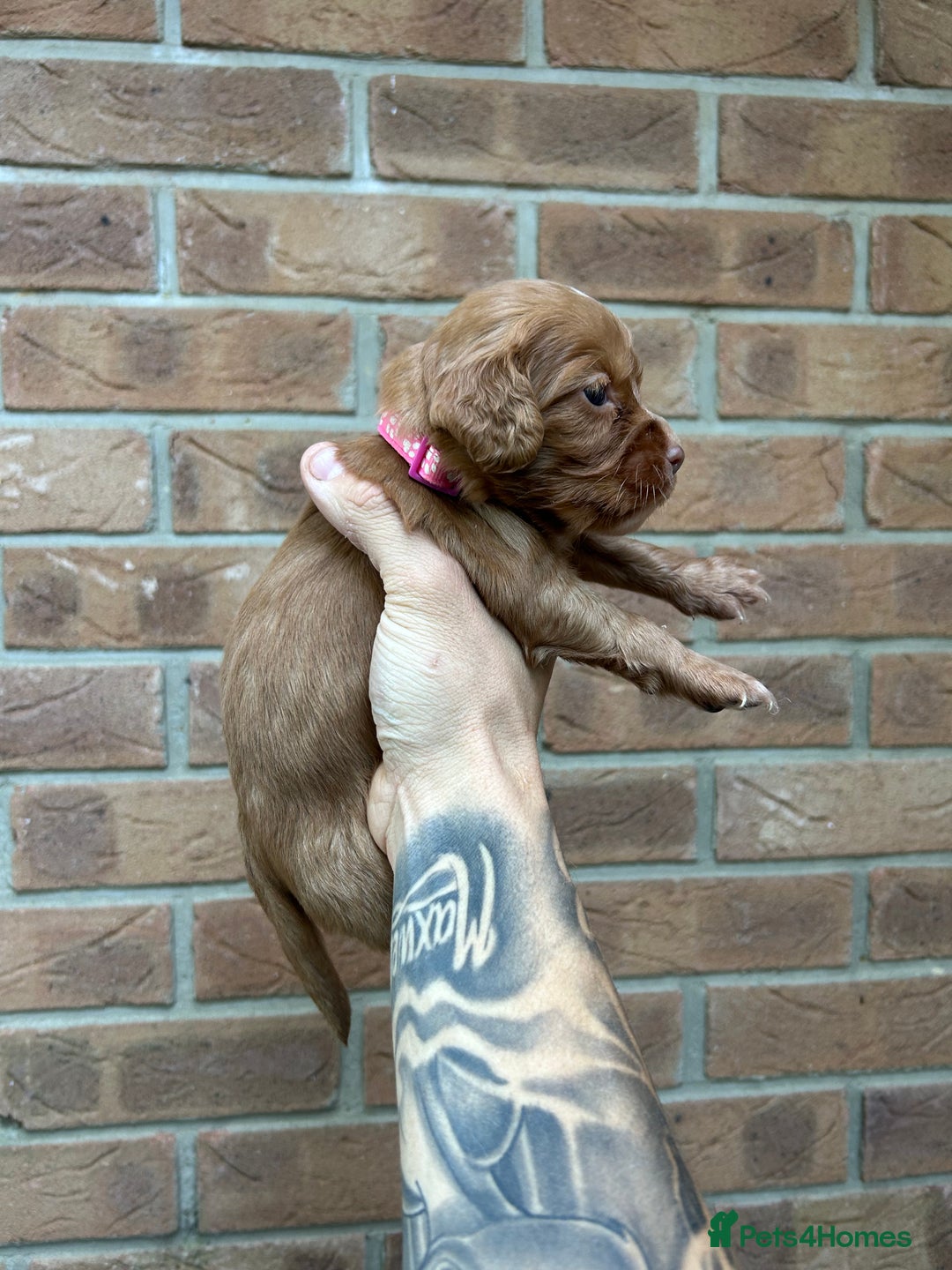 Cocker Spaniel dogs for sale: KC REGISTERED COCKER SPANIELS - Image 11