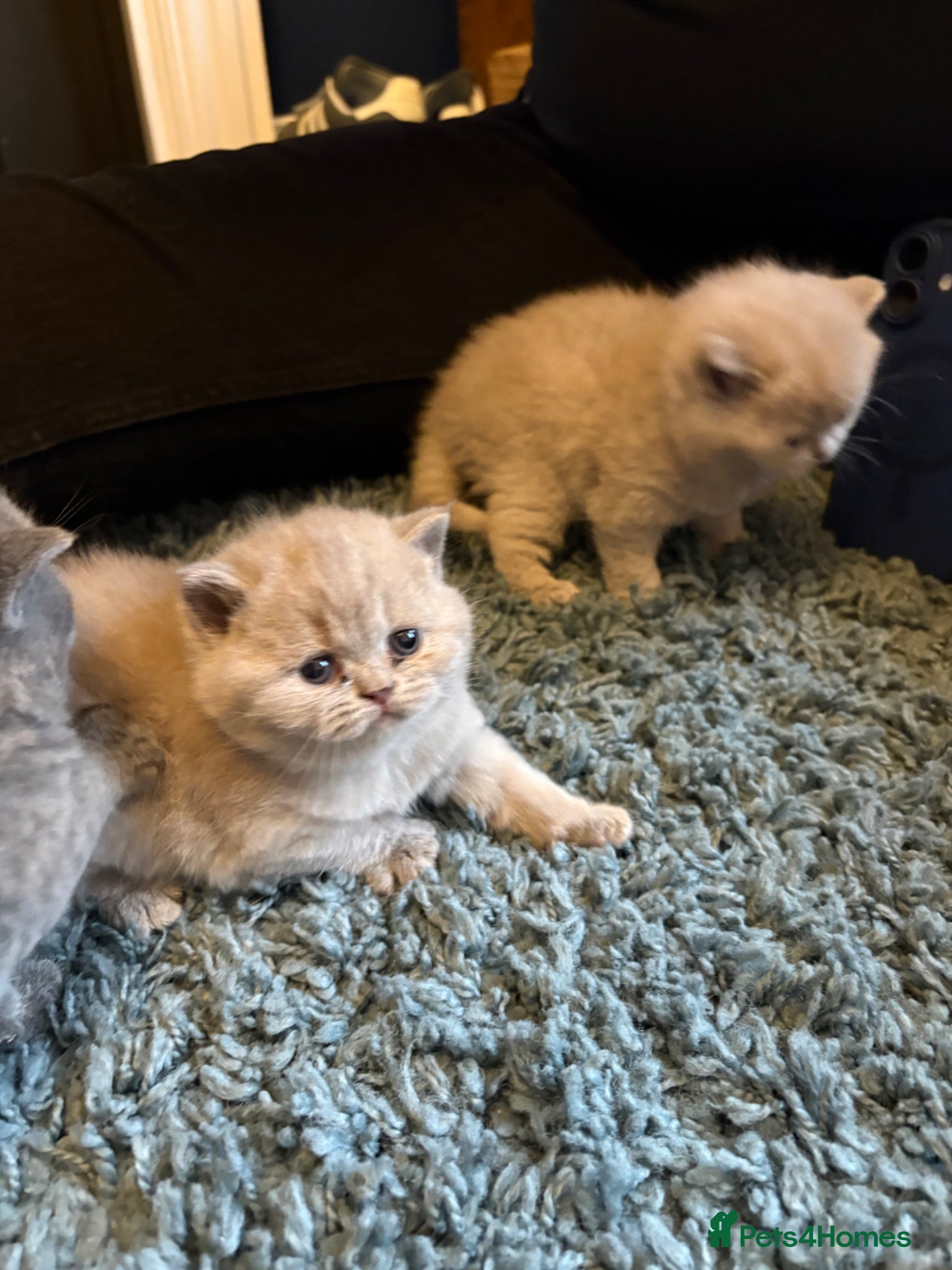 British Shorthair cats 2 beautiful lilac girls available (non active) - Advert 7