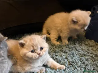 British Shorthair cats 2 beautiful lilac girls available (non active) - Advert 7