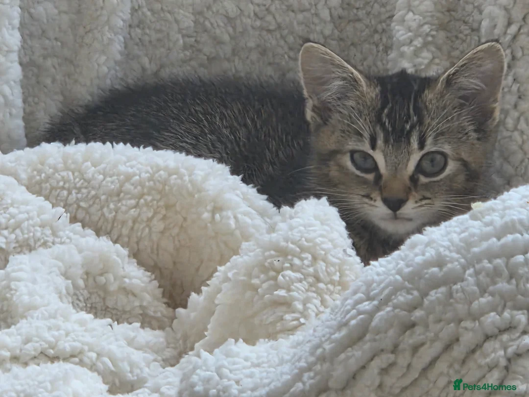American Shorthair cats for sale: Adorable kitten for sale! - Advert 2