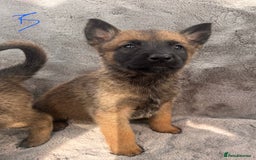 Belgian Shepherd Dog dogs for sale: Dutch Herder Puppies  - Image 17