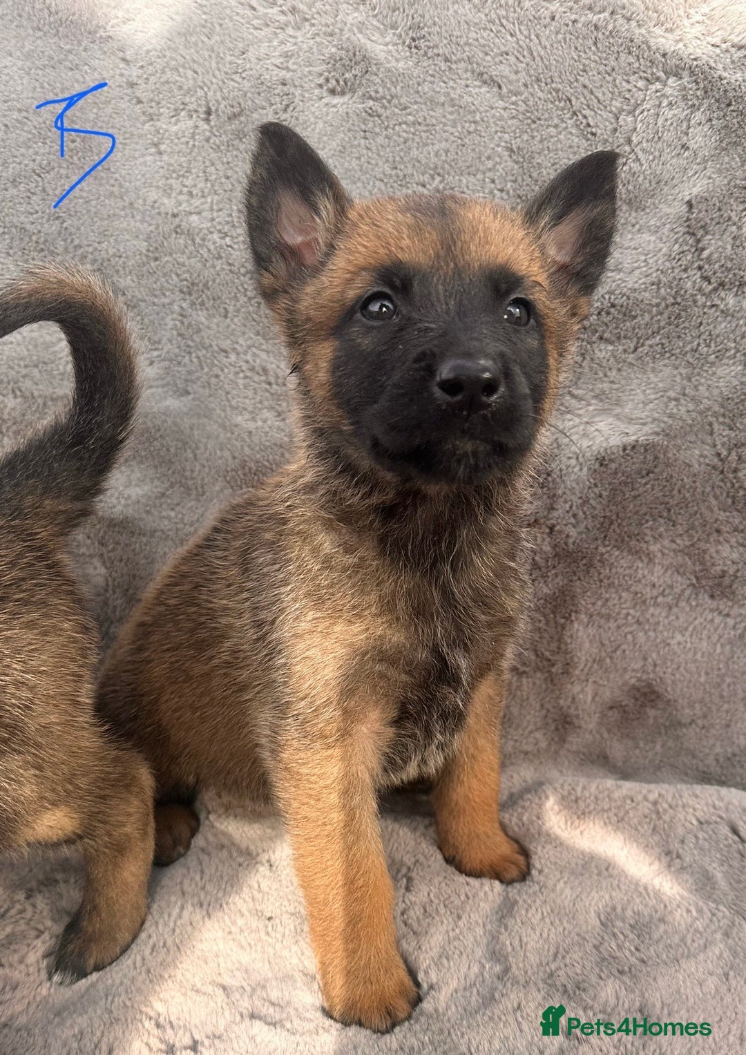 Belgian Shepherd Dog dogs for sale: Dutch Herder Puppies  - Image 17