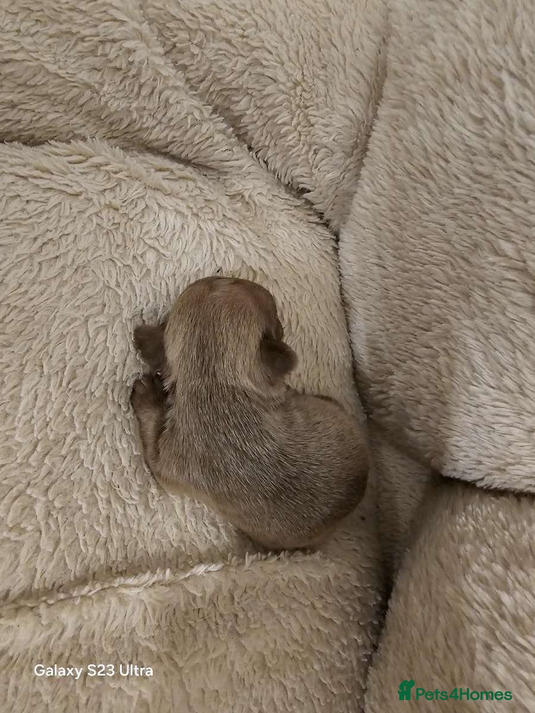 French Bulldog dogs for sale: French bulldog puppys for sale  - Advert 30