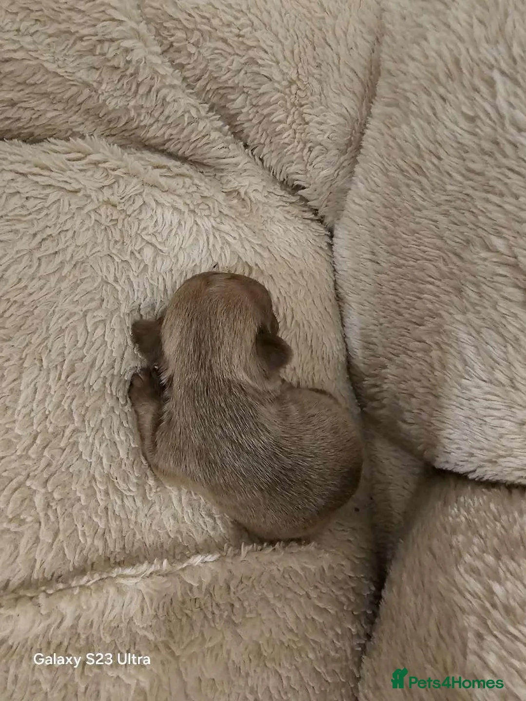 French Bulldog dogs for sale: French bulldog puppys for sale  - Advert 30