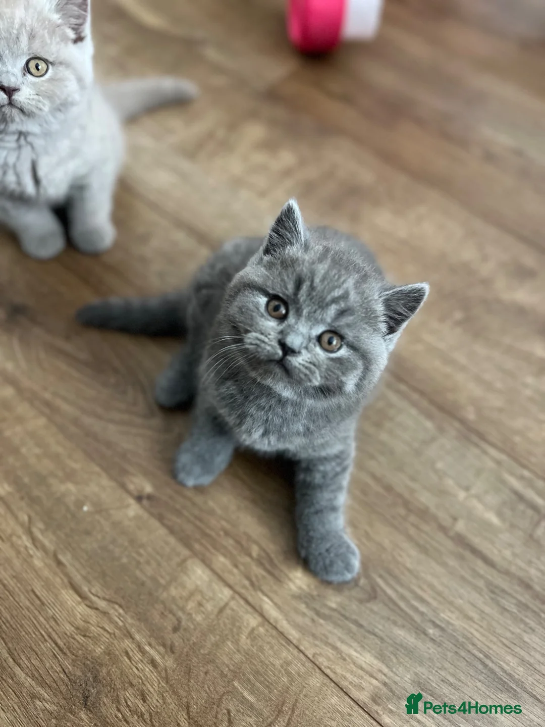 British Shorthair cats for sale: Outstanding quality British Shorthair kittens - Advert 10