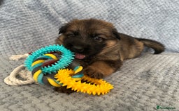 German Shepherd dogs for sale: K/C Registered German Shepherd Puppies  - Image 27