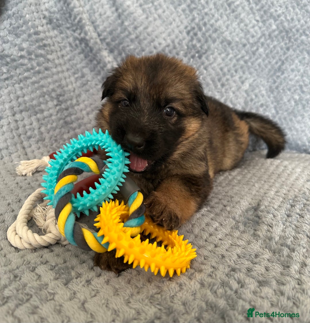 German Shepherd dogs for sale: K/C Registered German Shepherd Puppies  - Image 27