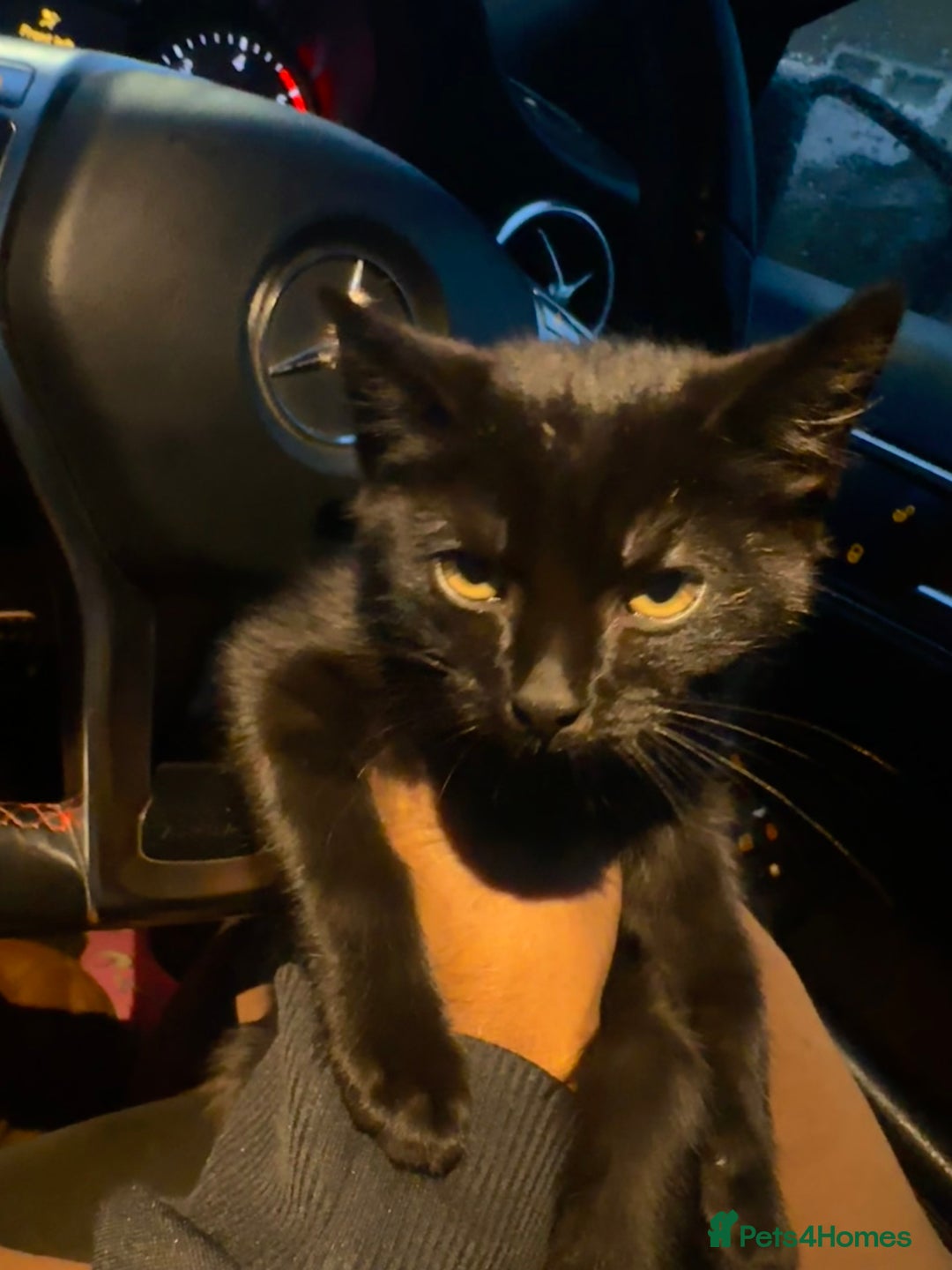 Mixed Breed cats for sale: Hybrid-Breed Kittens Available – Raised With Love - Advert 3