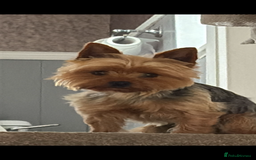 Yorkshire Terrier dogs for sale: Beautiful 3 year old Yorkshire terrier female.  - Image 2