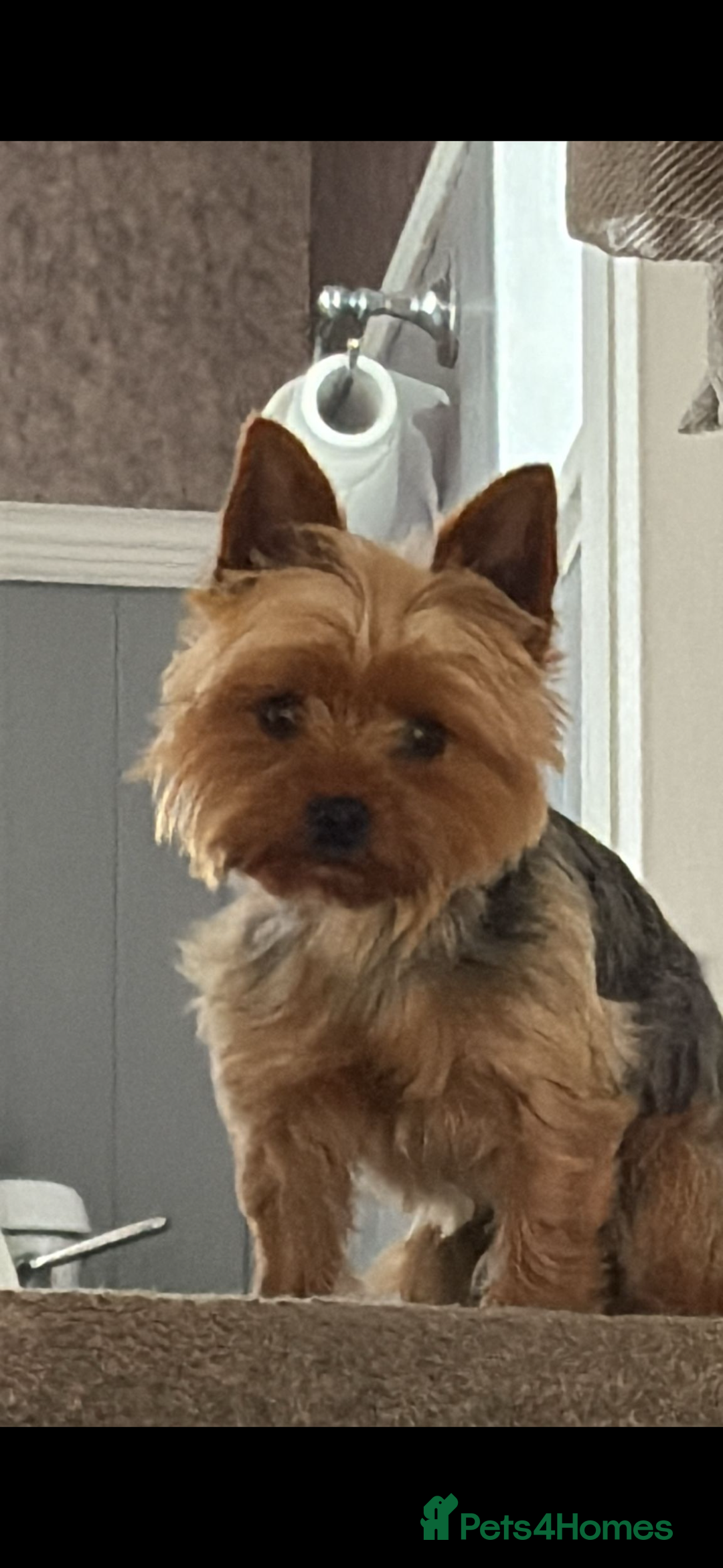 Yorkshire Terrier dogs for sale: Beautiful 3 year old Yorkshire terrier female.  - Image 2