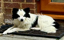 Chihuahua dogs for adoption: Toffy in West Malling - Image 18