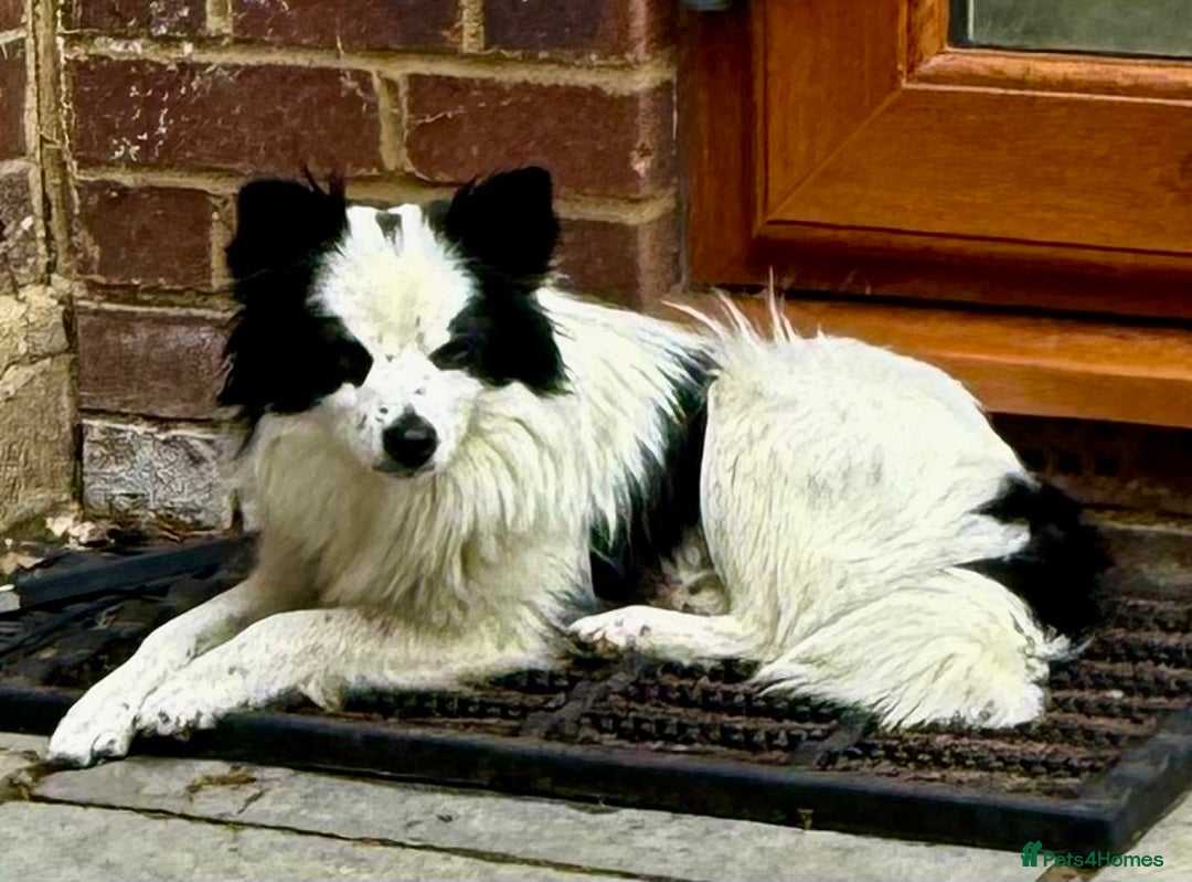 Chihuahua dogs for adoption: Toffy in West Malling - Image 18