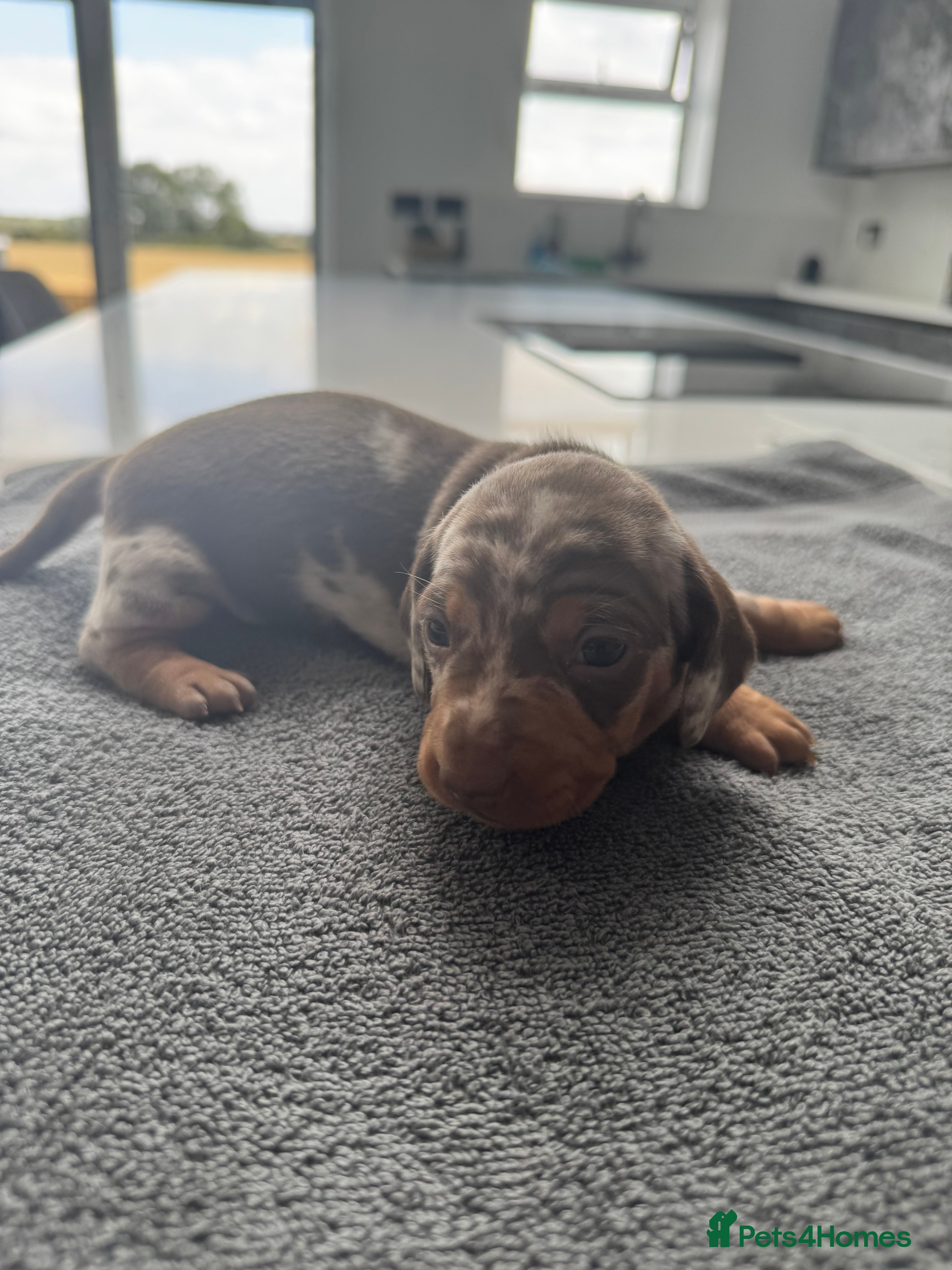 Miniature Dachshund dogs Beautiful miniature dachshund  - Advert 2
