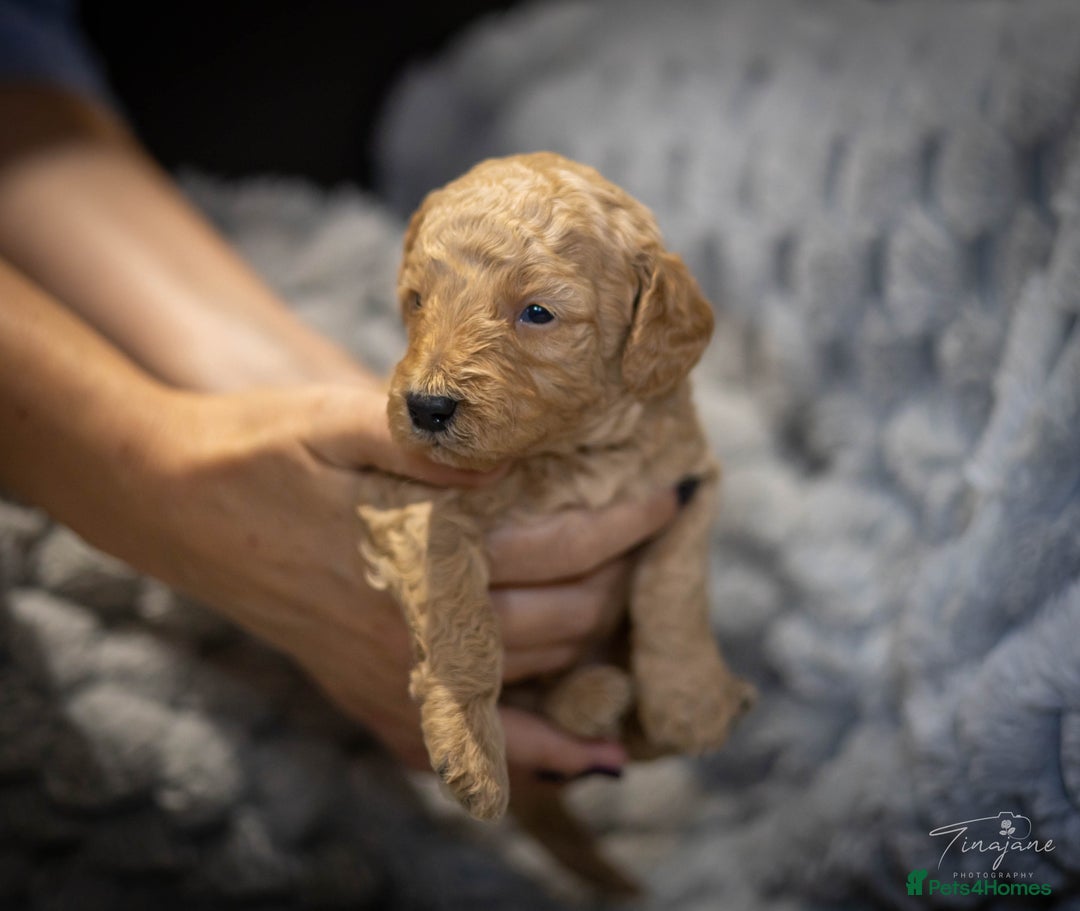 Goldendoodle dogs for sale: Mini Golden doodles - Advert 20