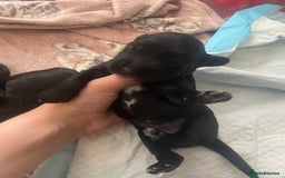 Mixed Breed dogs for sale: Cocker spaniel x  - Image 3