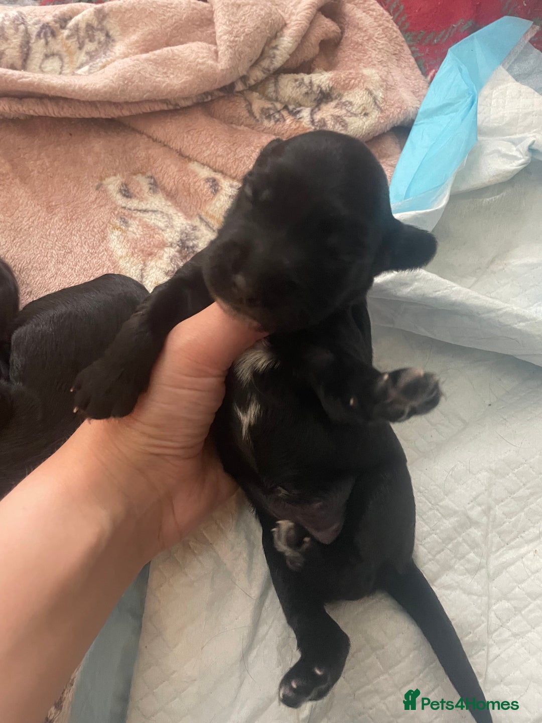 Mixed Breed dogs for sale: Cocker spaniel x  - Image 3