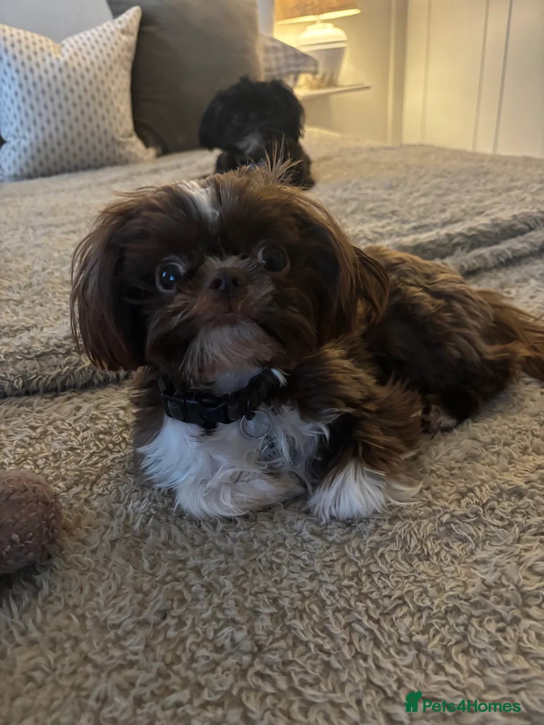 Shih Tzu dogs for sale: 11 Month Old Male Shih Tzu - Advert 1