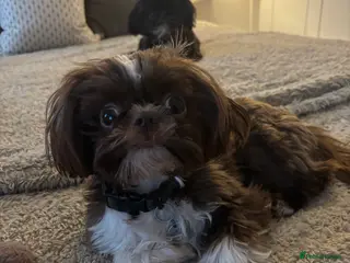 Shih Tzu dogs 11 Month Old Male Shih Tzu - Advert 4