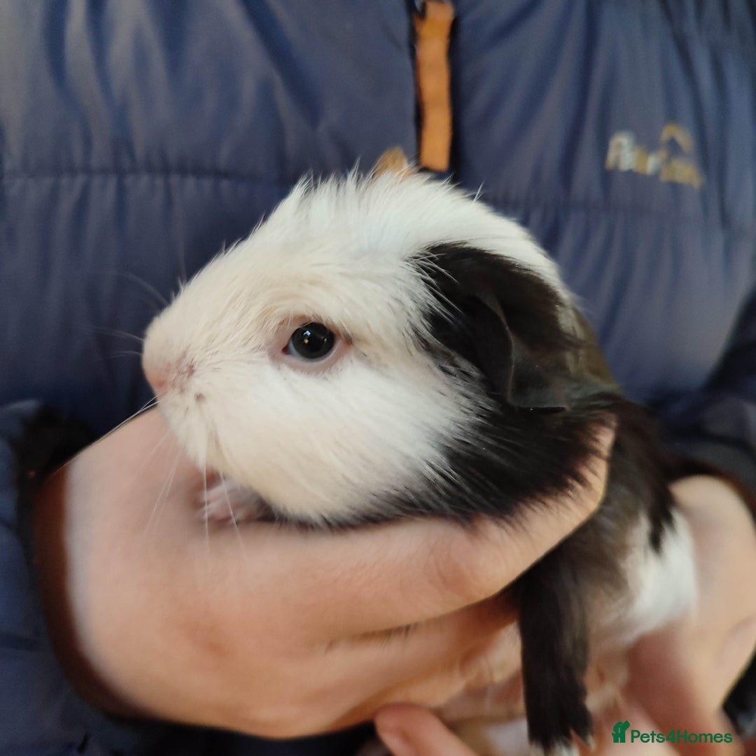 Guinea Pig rodents for sale: Guinea pigs for sale  - Advert 8