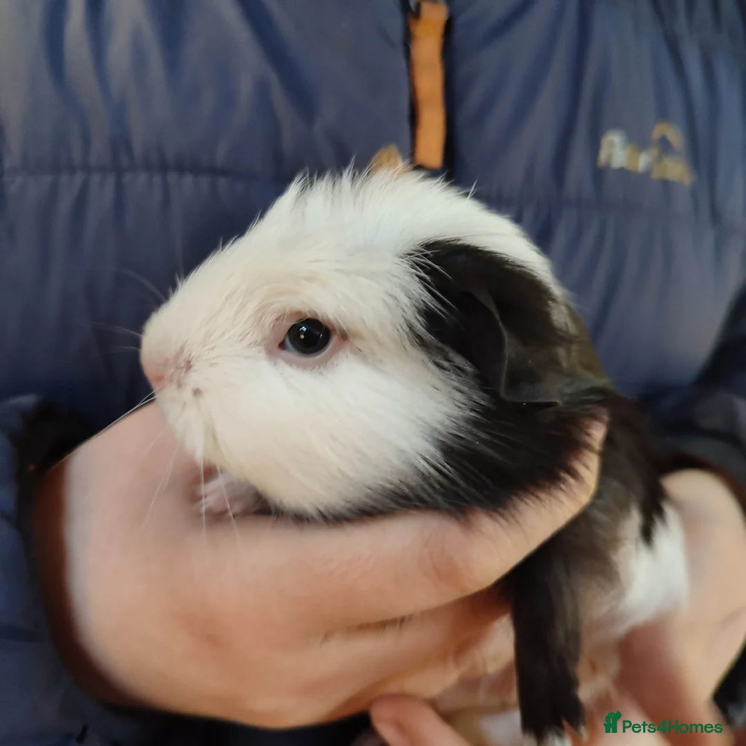 Guinea Pig rodents for sale: Guinea pigs for sale  - Advert 8