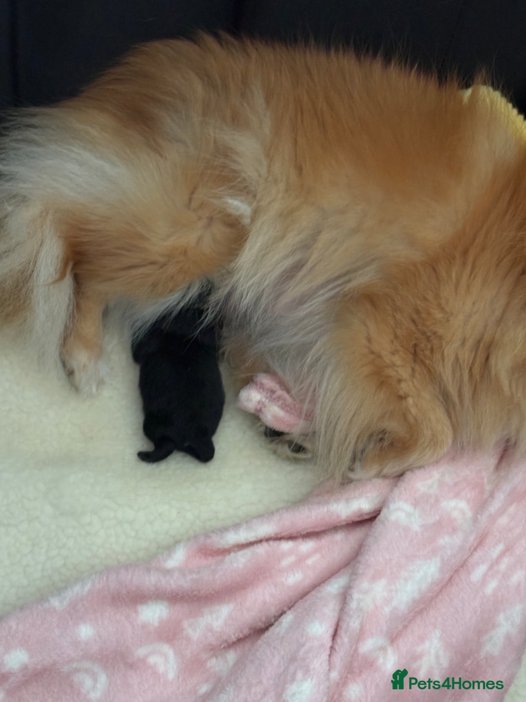 Pomeranian dogs for sale: Tiny Female Black Pomeranian Puppy  - Advert 5