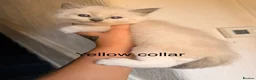 Ragdoll cats for sale: Purebred blue point ragdolls in Southend-on-Sea - Advert 7