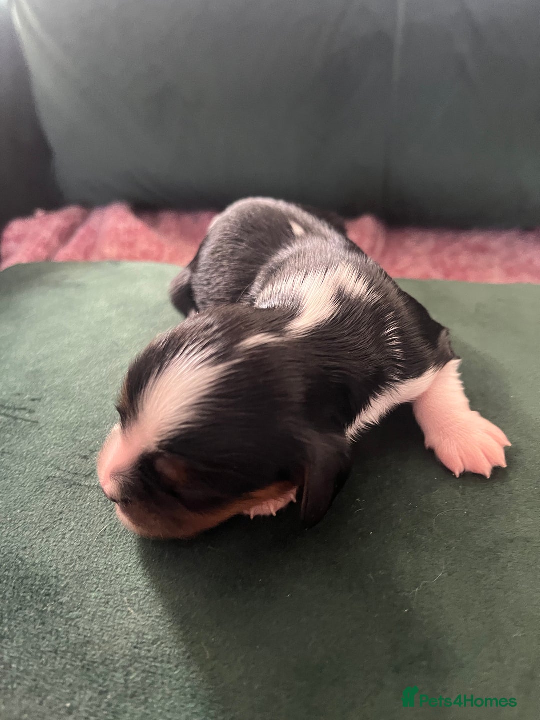 Cavalier King Charles Spaniel dogs for sale: Beautiful KC Registered Cavalier King Charles Pups - Advert 8