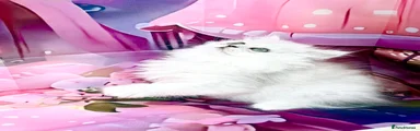 Persian 1 boy 