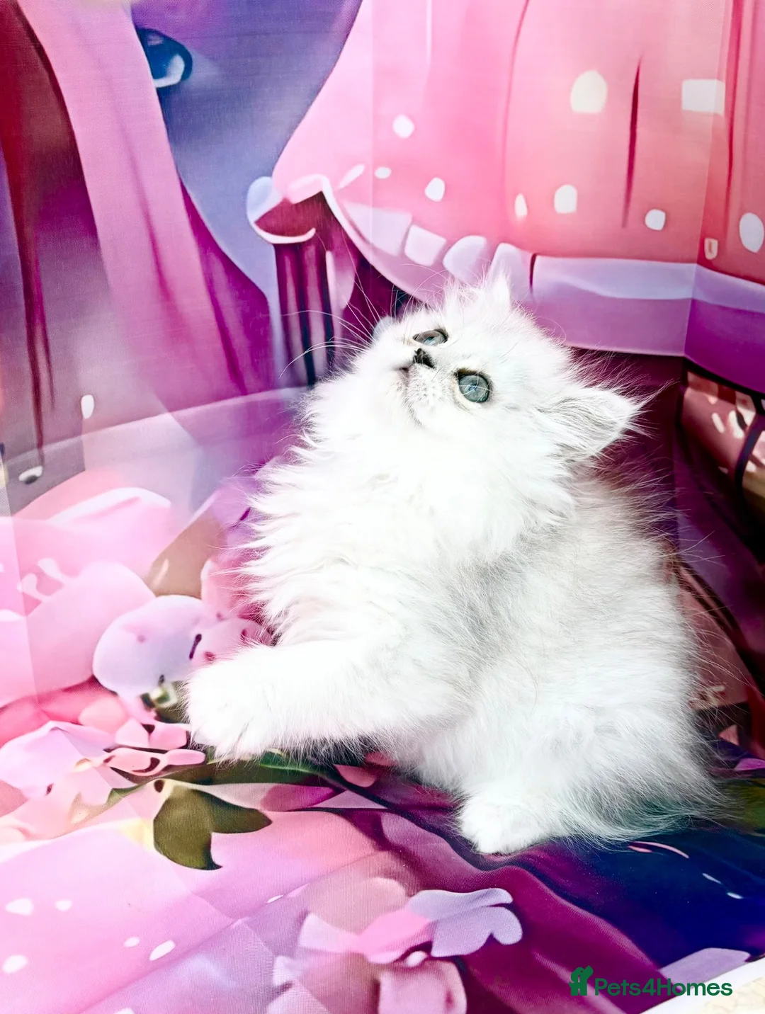 Persian cats for sale: Stunning silver chinchilla boy last one ready now  - Advert 1