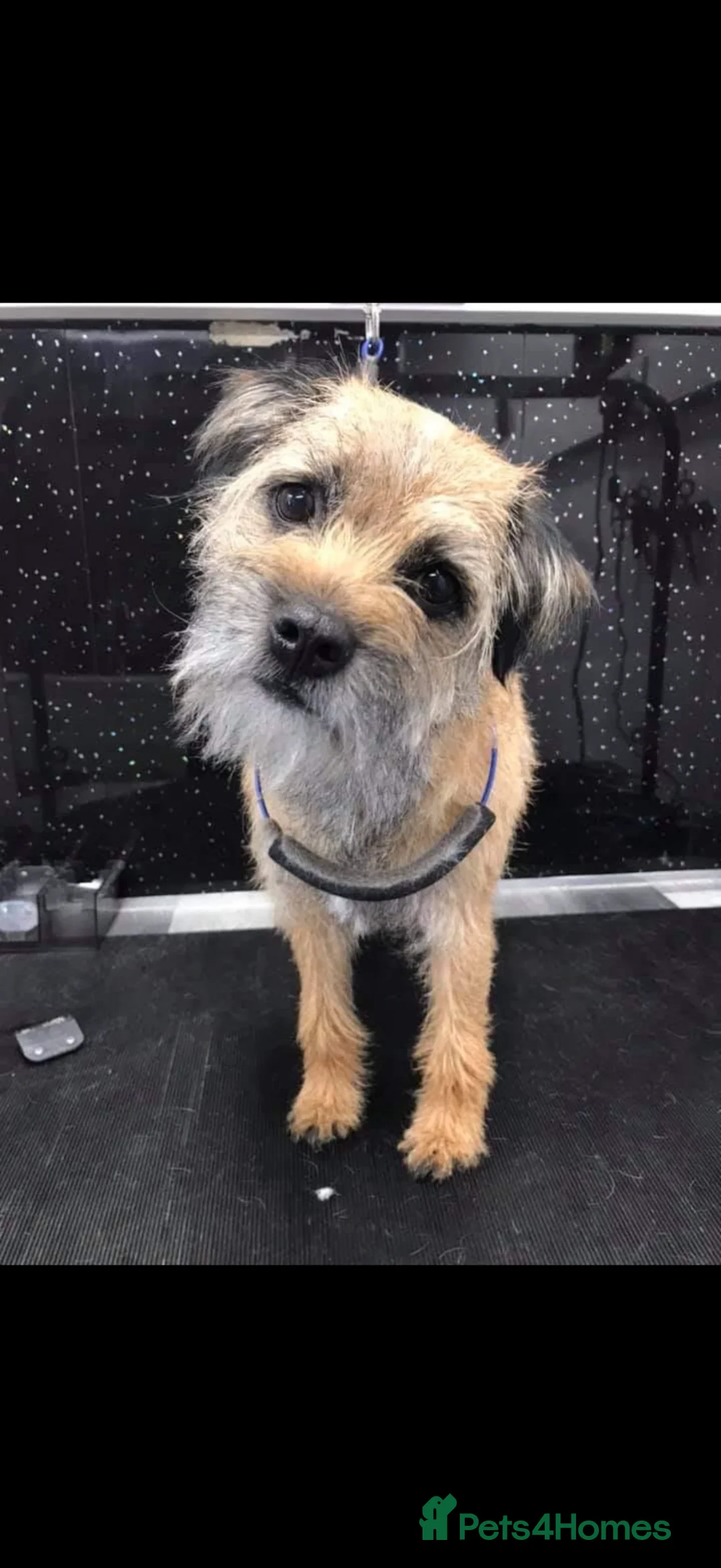 Mixed Breed dogs for sale: Oxcroft border terrier x Shih Tzu pups - Advert 6