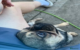 Frug dogs for sale: Tommy the Frug - Image 2