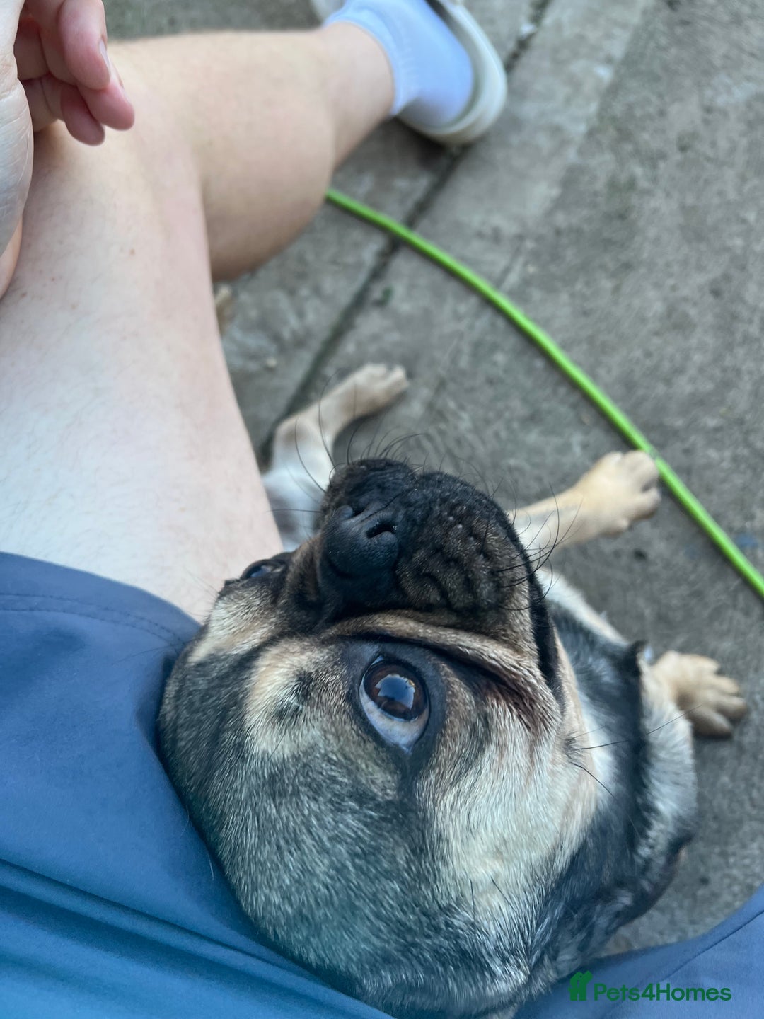 Frug dogs for sale: Tommy the Frug - Image 2